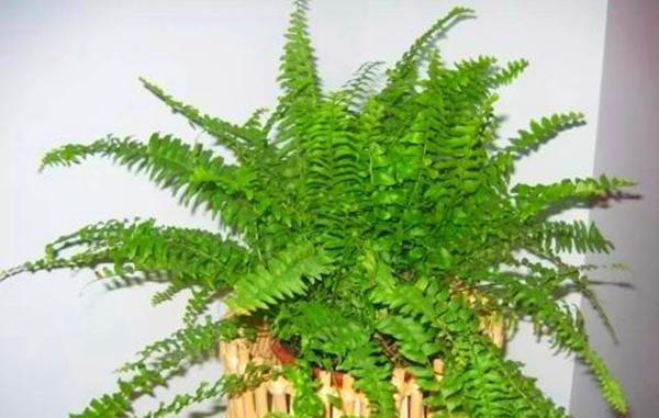 蕨类植物养护指南（打造绿色生活，从养护蕨类植物开始）