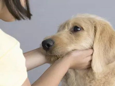 宠物清洁卫生需注意哪些