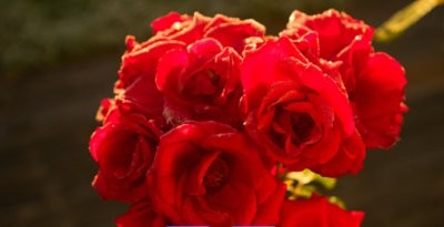 《玫瑰的花期及养护要点》 玫瑰什么季节开花？如何养护？