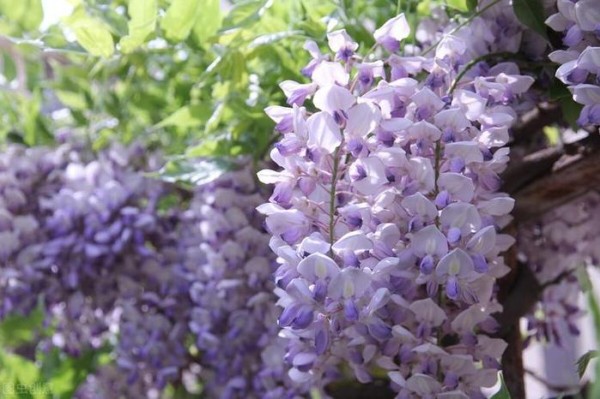 适合室外养的50种植物，室外绿化植物