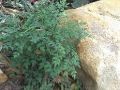 广州绿化常见的植物求名称