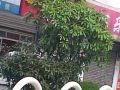 这是武汉常见的道路绿化植物 是什么树。