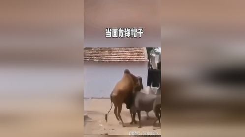 这胆子太大了，就这么当着面啊！