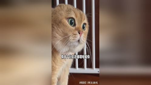 这猫急了，骂得可真难听！