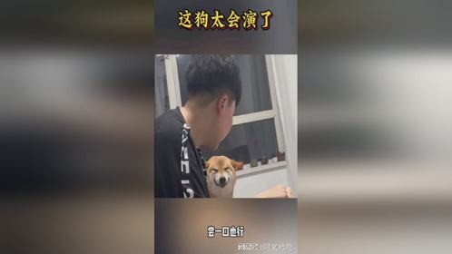 这狗可真是个戏精啊！