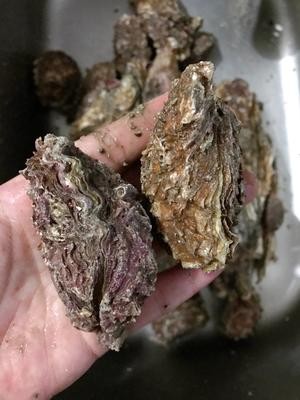 煮牡蛎（海蛎子）家常快手菜 附如何挑选及如何掌握火候！超级鲜肥！的做法 步骤4