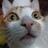 猫头