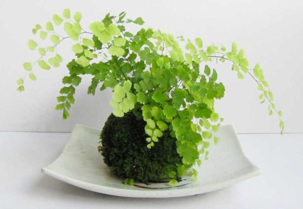 家中养什么植物好？最适合家养的十种植物排行七、铁线蕨