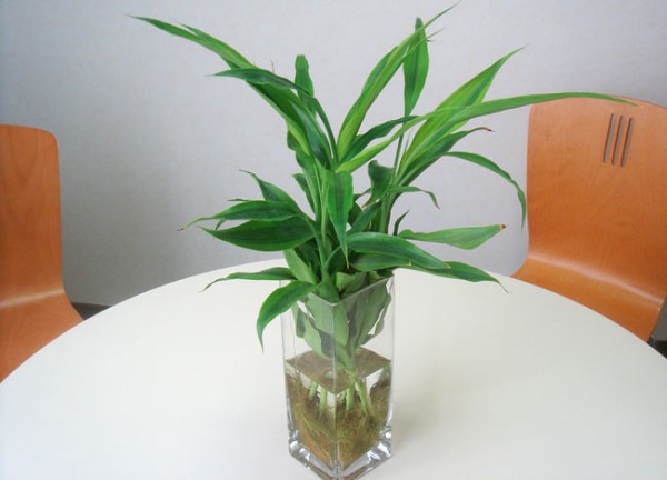 家中养什么植物好？最适合家养的十种植物排行九、富贵竹