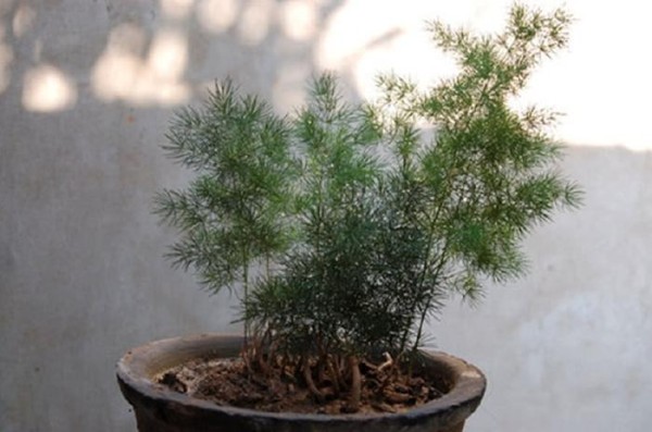 适合家养的4种植物，超级好养活还美观，而且还净化空气！