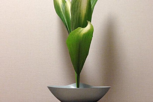适合家养的4种植物，超级好养活还美观，而且还净化空气！