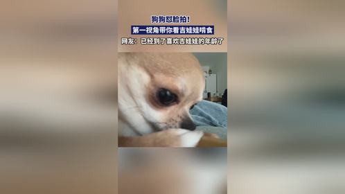 狗狗怼脸拍！第一视角带你看吉娃娃进食，网友：已经到了喜欢吉娃娃的年龄了
