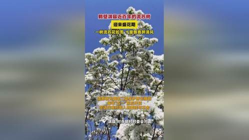 鹤壁淇县近百年的流苏树，迎来盛花期