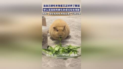 当自己想吃羊角蜜又正好养了豚鼠，那么鼠鼠就完美化身成垃圾处理器。