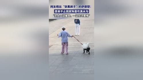 网友晒出“穿黑裤子”的萨摩耶：原来不止我家狗喜欢臭水沟，“主人一边嫌弃，一边往河里推”。