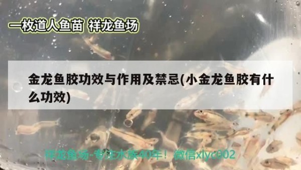金龙鱼胶的功效及吃法禁忌（孕妇食用金龙鱼胶指南,孕妇食用金龙鱼胶搭配食材建议）