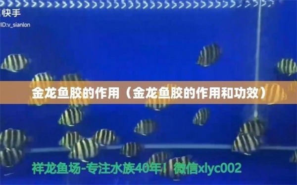 金龙鱼胶的功效及吃法禁忌（孕妇食用金龙鱼胶指南,孕妇食用金龙鱼胶搭配食材建议）
