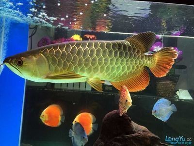 金龙鱼胶的功效及吃法禁忌（孕妇食用金龙鱼胶指南,孕妇食用金龙鱼胶搭配食材建议）