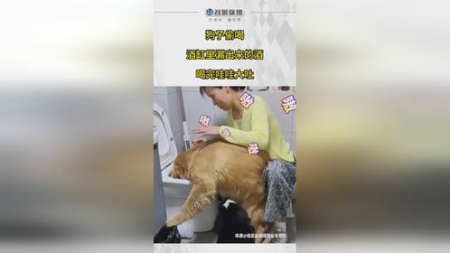 狗子偷喝酒之后哇哇大吐