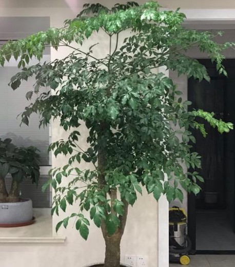 怎么把幸福树的叶子养的油绿黑亮