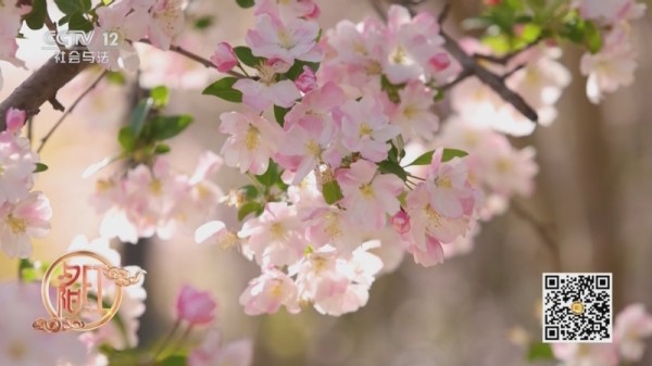 《夕阳红》 20250422 经典里的养生·红楼梦 第1集 贾母的养生智慧