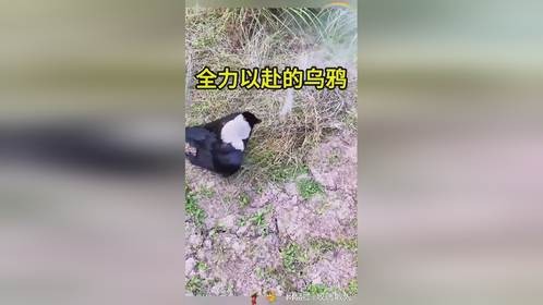 全力以赴的乌鸦，都是为了生存