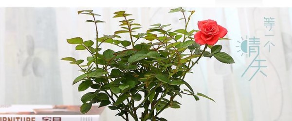 在家种植玫瑰花的完美指南（让家里的花园充满迷人的玫瑰花香）