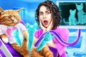 医院里的宠物救援!猫妈妈生了三个小猫!医生教你如何照顾好宠物视频封面