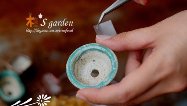 DIY-掌上的多肉植物花园