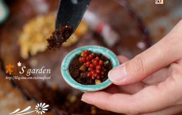 DIY-掌上的多肉植物花园
