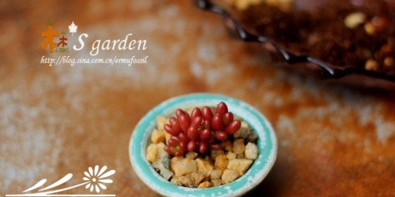 DIY-掌上的多肉植物花园