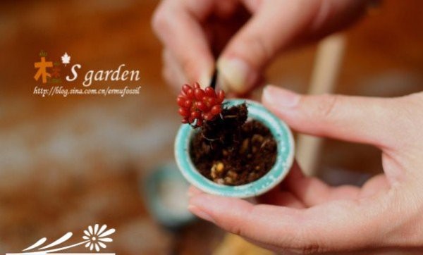 DIY-掌上的多肉植物花园