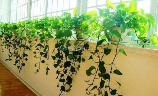 办公室放什么绿植好 
