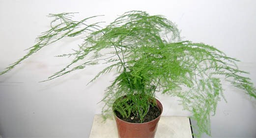 绿色植物