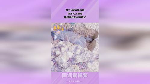 养了近20年的狗，送主人上班后，独自藏在树林离世了