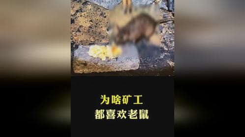 为啥矿工都喜欢老鼠
