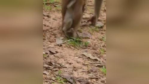 小猴子紧紧抱住妈妈的腿，求他不要抛弃自己