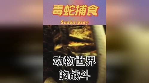 毒蛇捕食牛蛙反被杀