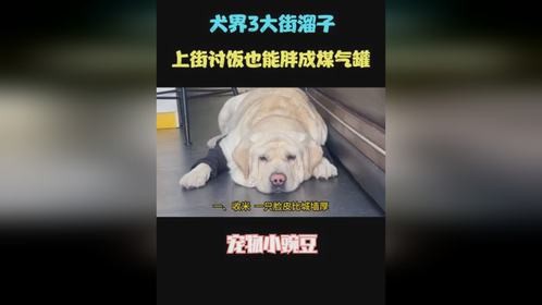 狗界3大街溜子