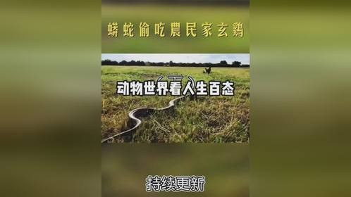 蟒蛇偷吃农民家玄鸡（下）