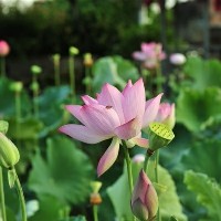 蔬菜插叶快速繁殖法是什么？