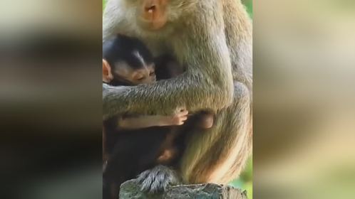 老猴子老来得子