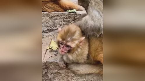 恐怖的猴子妈妈