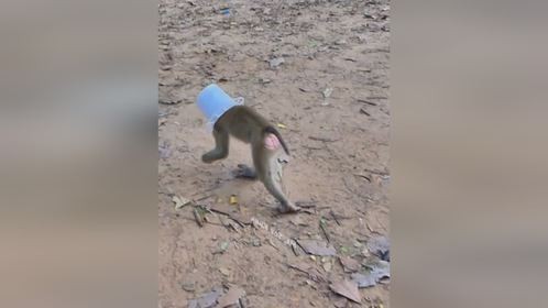 可怜的小猴子被罐子卡住头