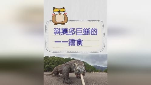 科莫多巨蜥的捕食世界