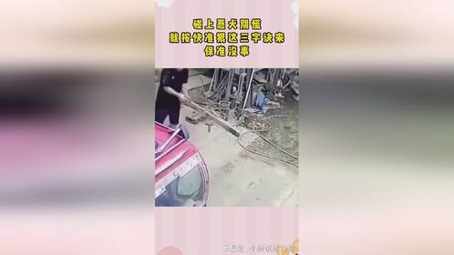 碰上恶犬别慌！就按快准狠这三字诀来，保准没事