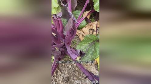 红菜苔正确采摘方法