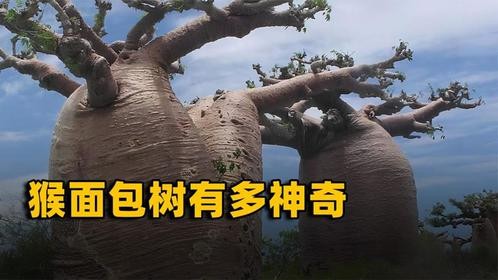 非洲人的“生命之树”，能吃能喝还能住人！甚至还被用来继承