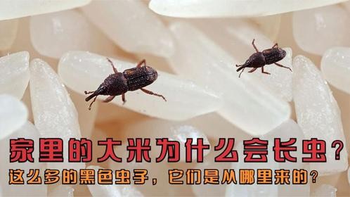 家里的大米为什么会长虫？这么多的黑色虫子，它们是从哪里来的？