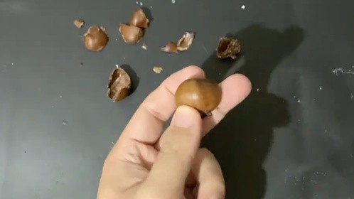 今天才知道，原来剥板栗还有这样的小窍门，指甲一掐，太轻松了